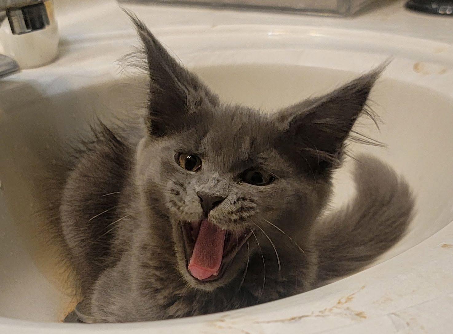 Gray Maine Coon yawning while lying in a bathroom sink.