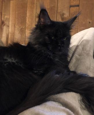 Naomi purebred black maine coon cat