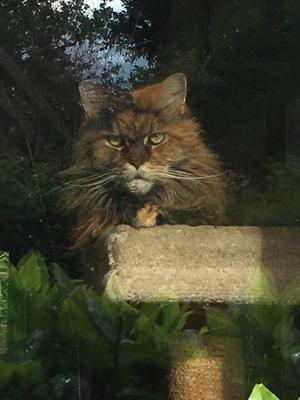 calico female maine coon kitty.