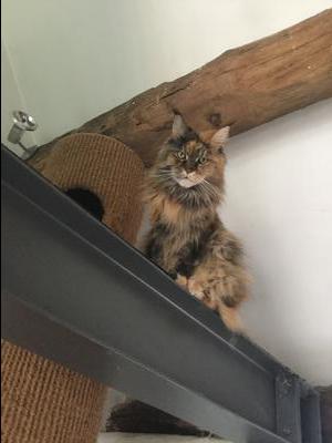 calico cat looking down from rafter.
