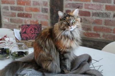 pretty calico maine coon girl.