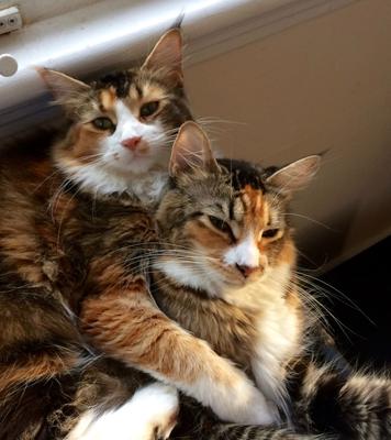 two pretty calico maine coon female cats