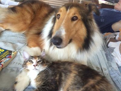 calico kitty and collie dog friend.