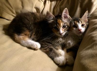 two tiny calico kittens cuddling together.