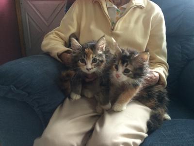 Lap Time two little maine coon kittens on a lap