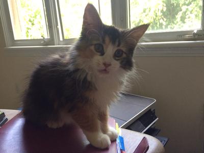 adorable small calico maine coon kitten.