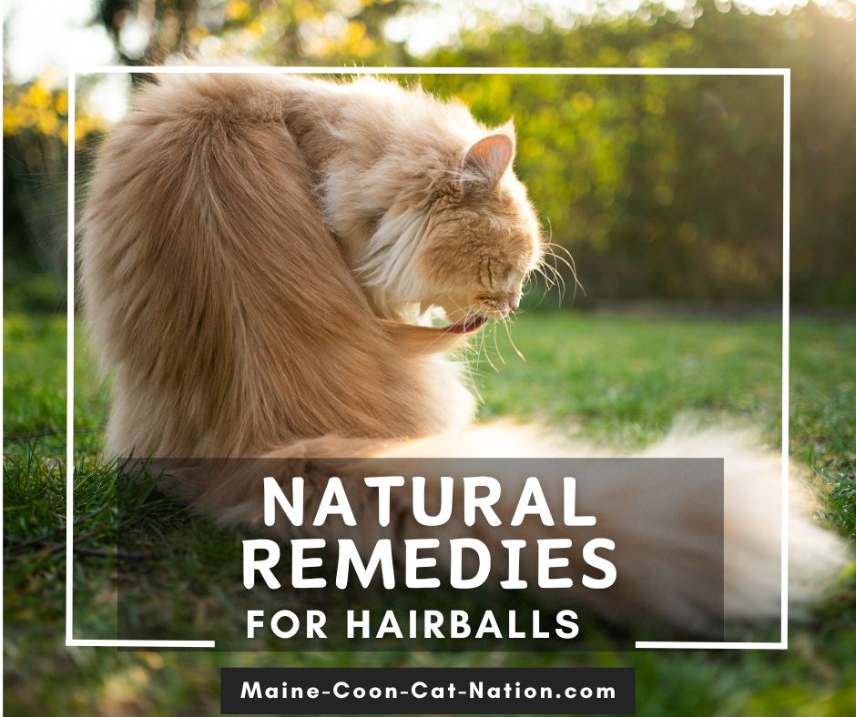 Home Remedies for Hairballs cat in the sunshine grooming himself with the words natural remedies for hairballs