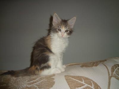 Nefertiti