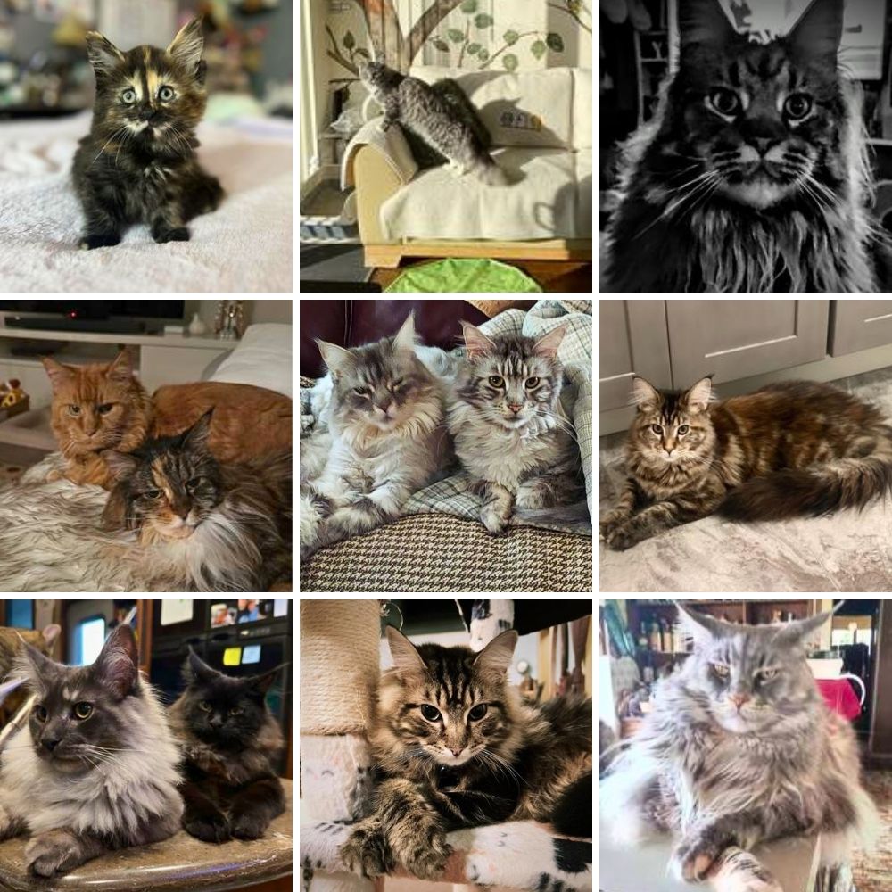 nine different maine coon photos from our newest photo album.