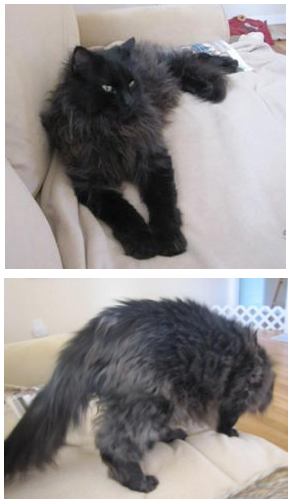 newly adopted black kitty