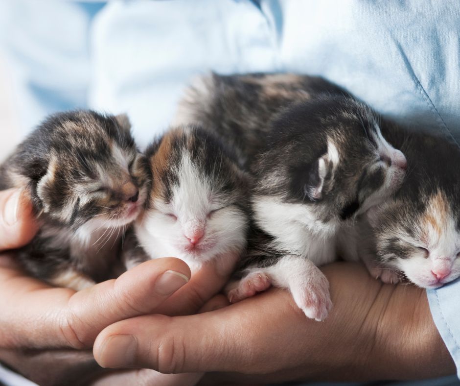 newborn kittens in persons hand