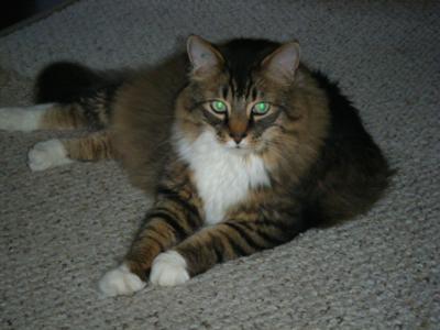 New Cat
