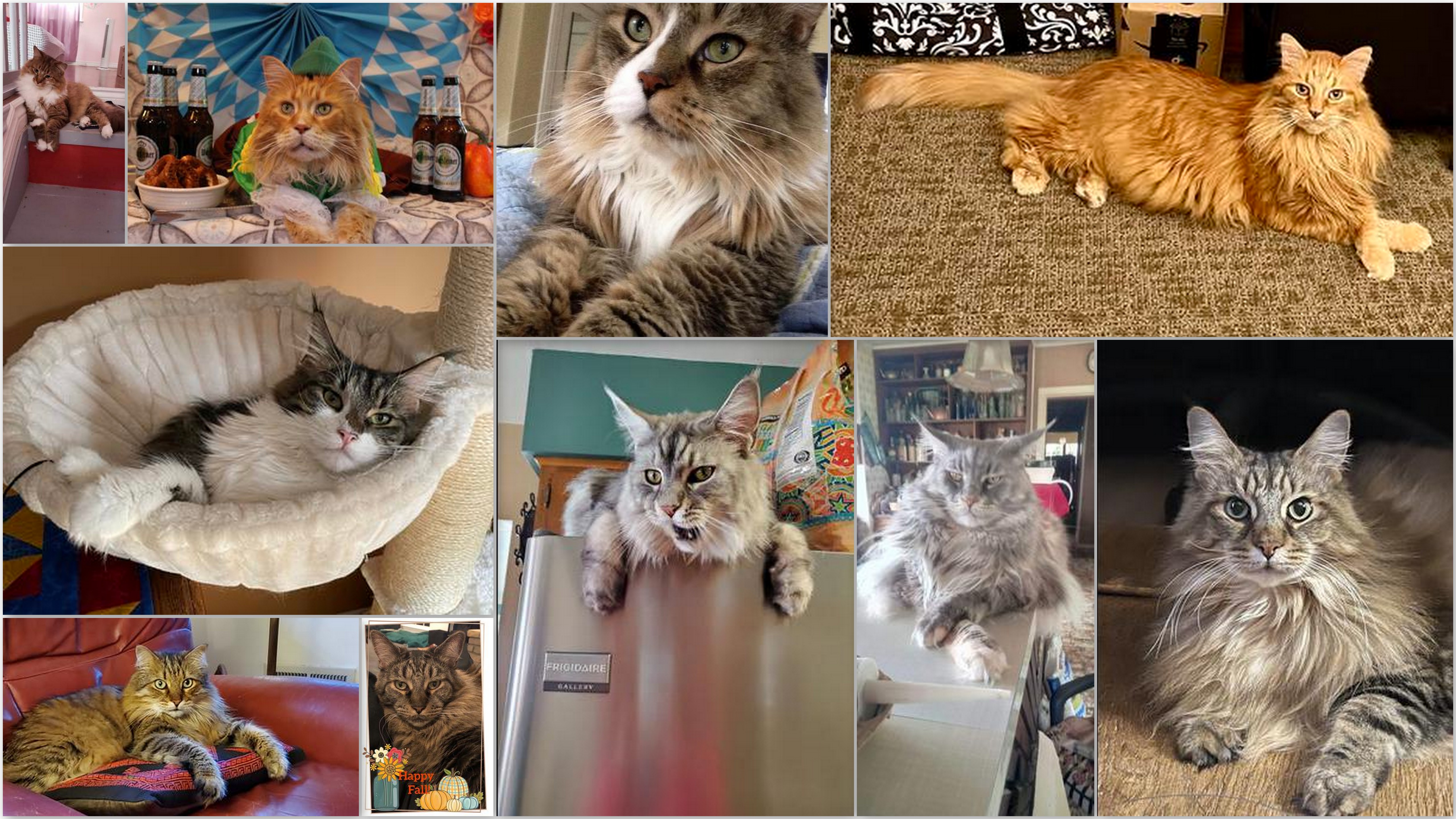 collage of maine coon cats