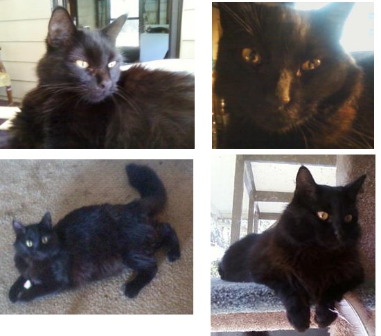 black rescued maine coon cat