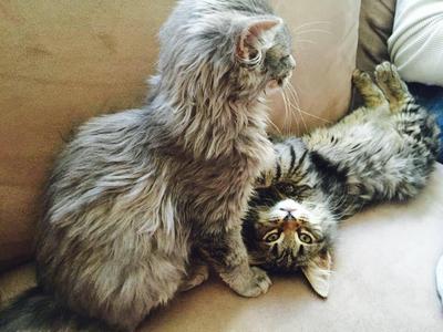 two maine coons playing rough together.