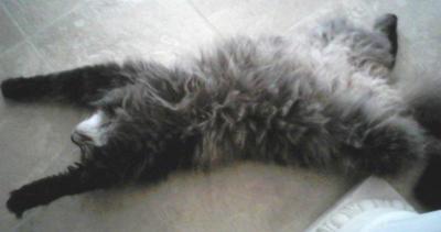 Nicky! maine coon belly up