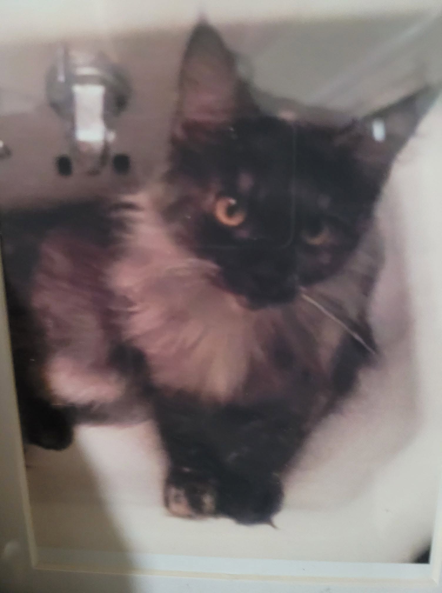 Black Maine Coon kitten lying in a white bathroom sink.