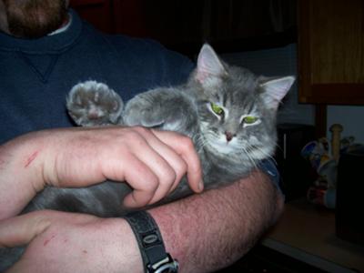 Nicole's Cat