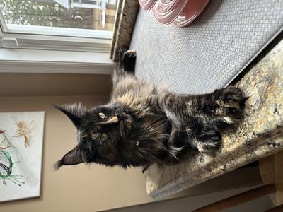 gorgeous tortie female maine coon in a windowsill.