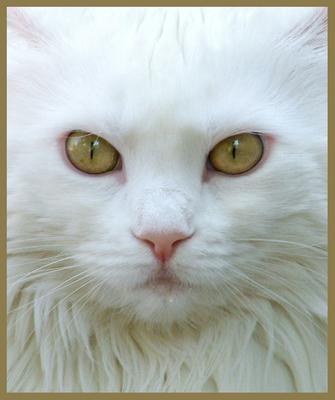 Adopt A Maine Coon Ready Set Go