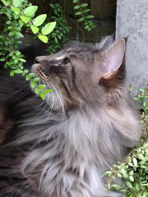 Noah