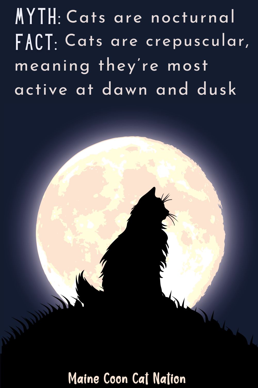 cat silhouette and a big moon with myth and fact about whether cats are nocturnal cat silhouette and a big moon with myth and fact about whether cats are nocturnal