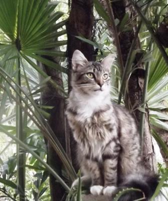 Molly noele the cat
