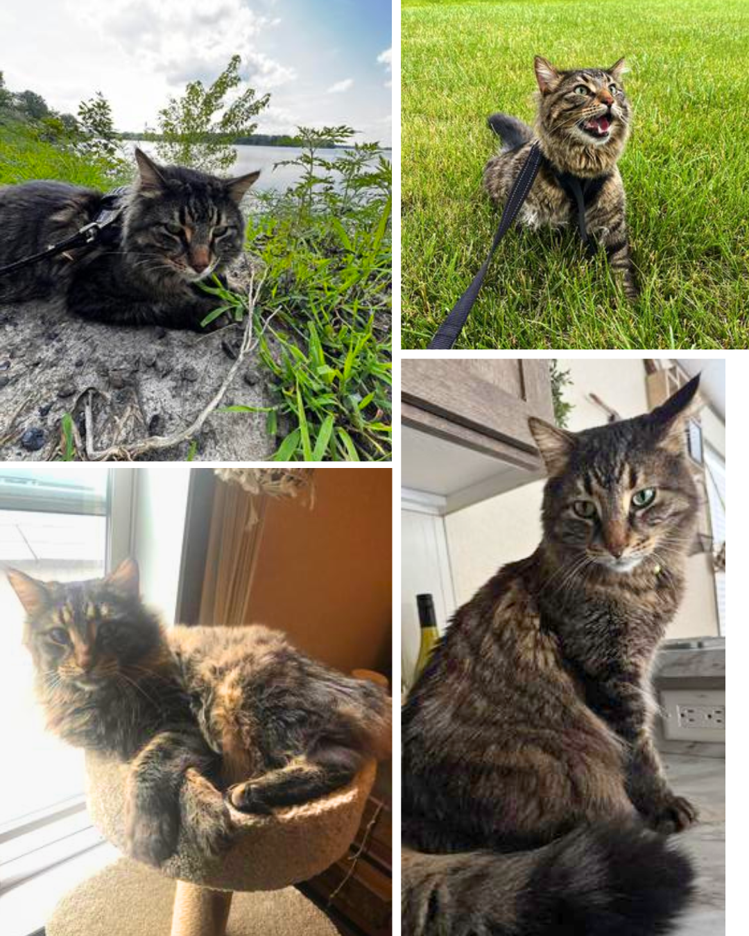 collage of tabby cat