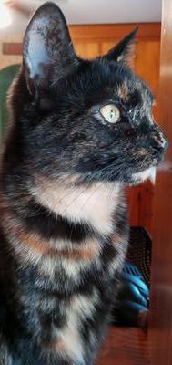shorthair tortoiseshell kitty profile