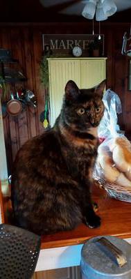 shorthaired female tortie cat sitting on counter