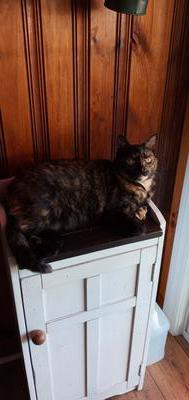 female tortie kitty on a cabinet