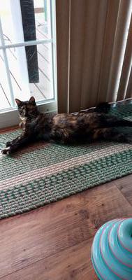 tortoiseshell cat laying on braided rug looking out glass door
