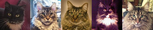 Row of Five Beautiful Maine Coon Cats five different maine coon cats in a row
