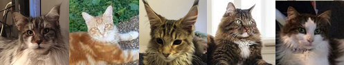 Five Beauties row of five different Maine Coon Cat Pictures