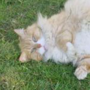 Nuffy buff colored fluffy kitty rolling in the grass