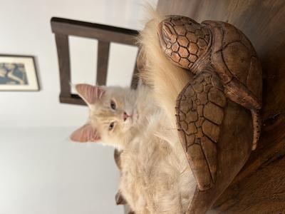 red silver tabby maine coon cat in a bowl.