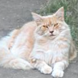 Nutmeg cream colored maine coon sitting outdoors
