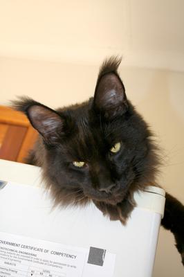 black maine coon looking down from atop a high perch.