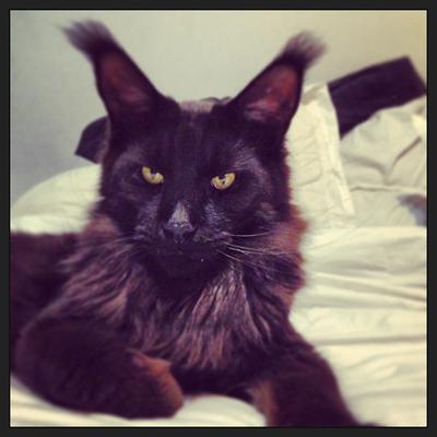 Black Maine Coon Images Stock Photos Vectors Shutterstock