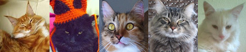 Five Coonies row of maine coon cats collage