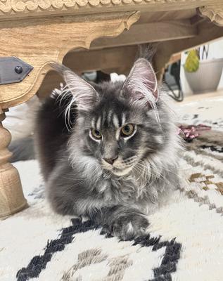 Odin blue smoke tabby maine coon kitten.