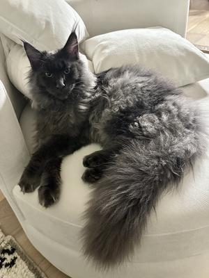 Loki solid blue smoke maine coon kitten.
