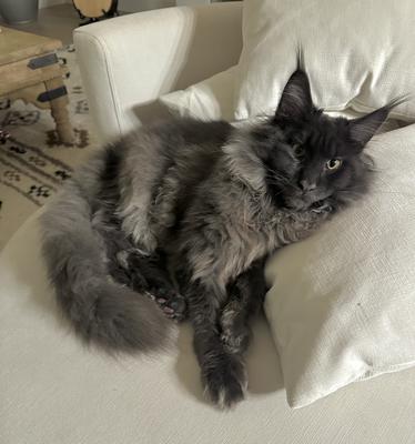 Beautiful Blue solid blue smoke maine coon kitten.