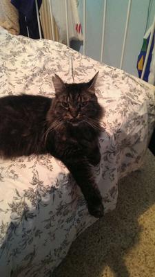 Odin