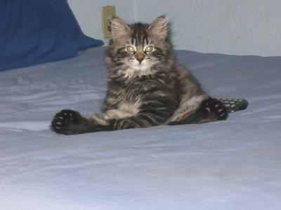 Odin