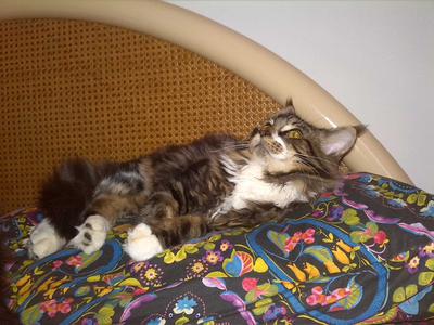 Odino