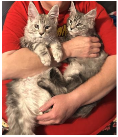 woman in red shirt holding two silver maine coon kittens.