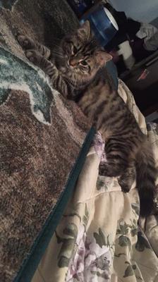 Olive