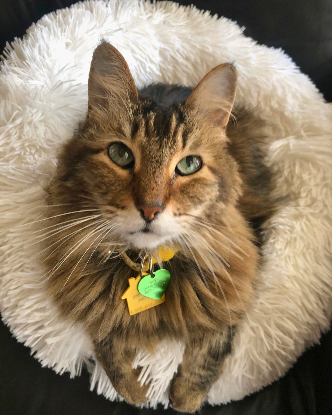 brown tabby maine coon mix looking up with green eyes.