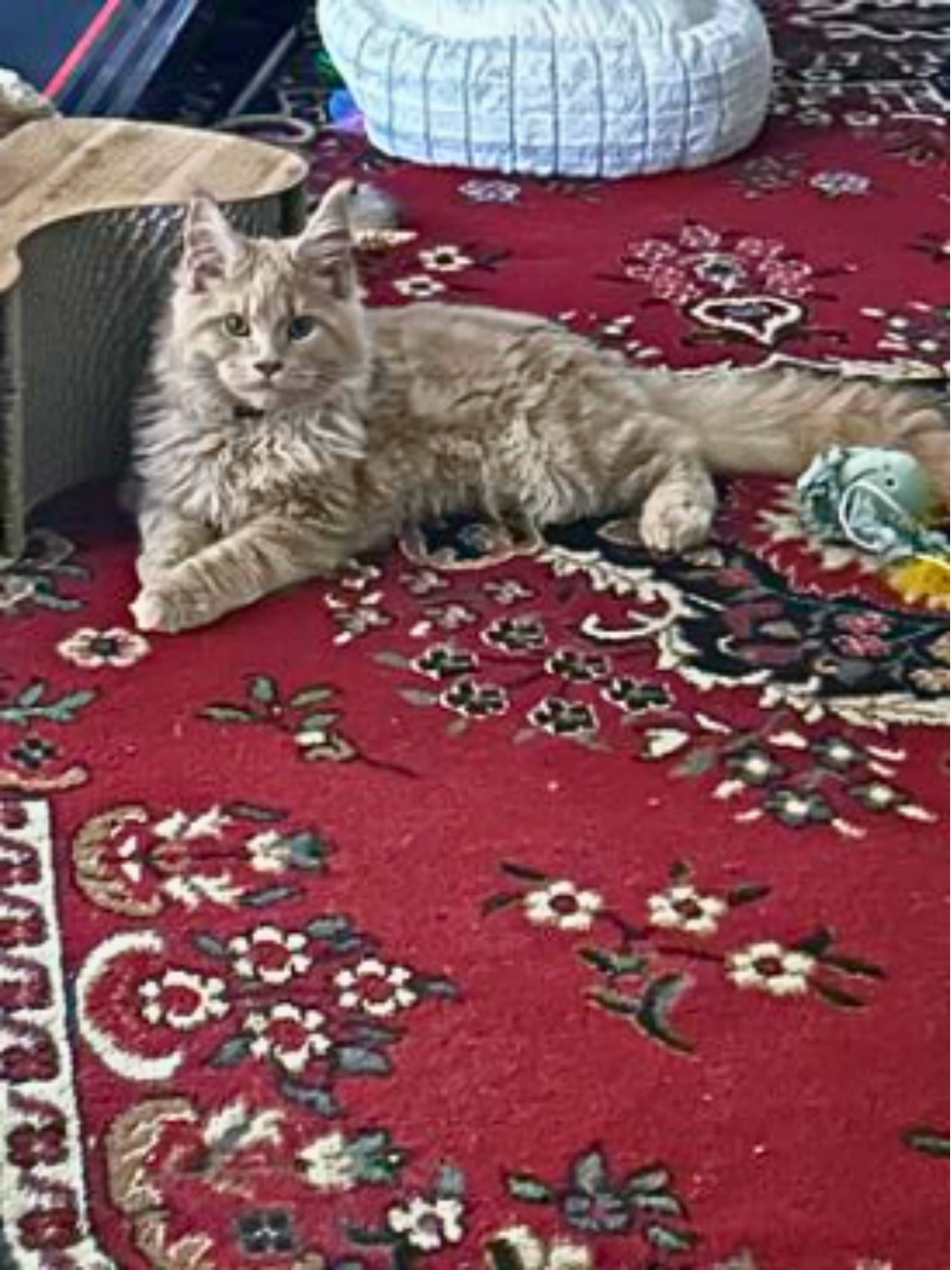 Oliver cute fluffy ginger kitten on an oriental rug.